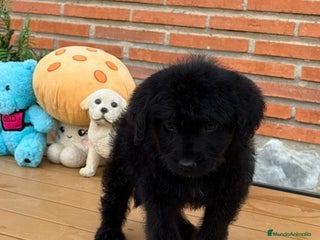 Perro de Agua Español perros Cachorros en adopcion - Anuncio 1