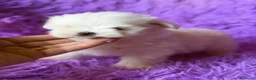 Bichón Maltés perros en venta: BICHÓN MALTES MINI TOY COREANO - Anuncio 7