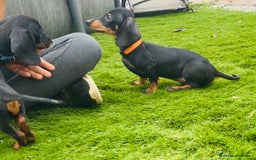 Teckel perros en venta: Cachorritos salchichas miniaturas - Imagen 3
