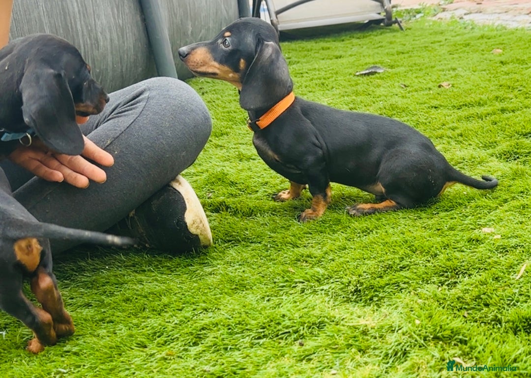 Teckel perros en venta: Cachorritos salchichas miniaturas - Imagen 3