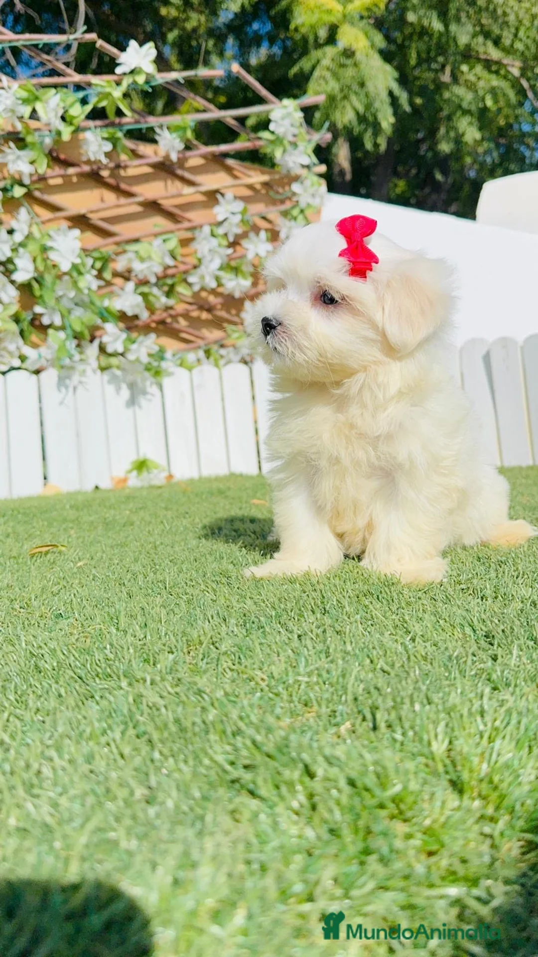 Bichón Maltés perros en venta: BICHON MALTES - Anuncio 2