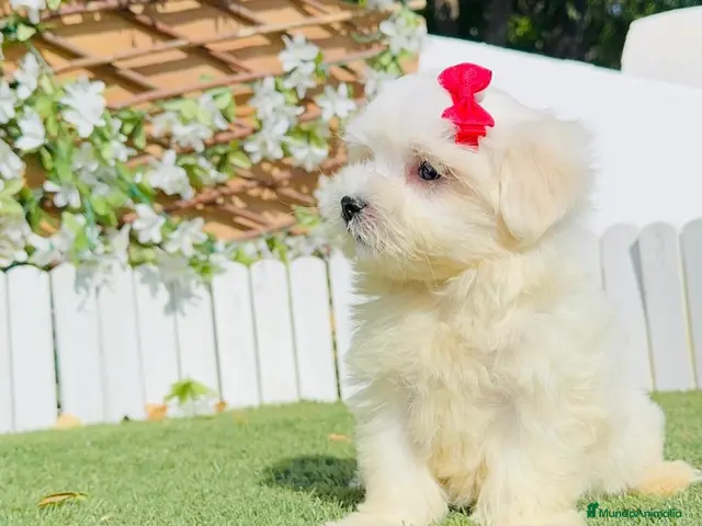Bichón Maltés perros en venta: BICHON MALTES - Anuncio 2