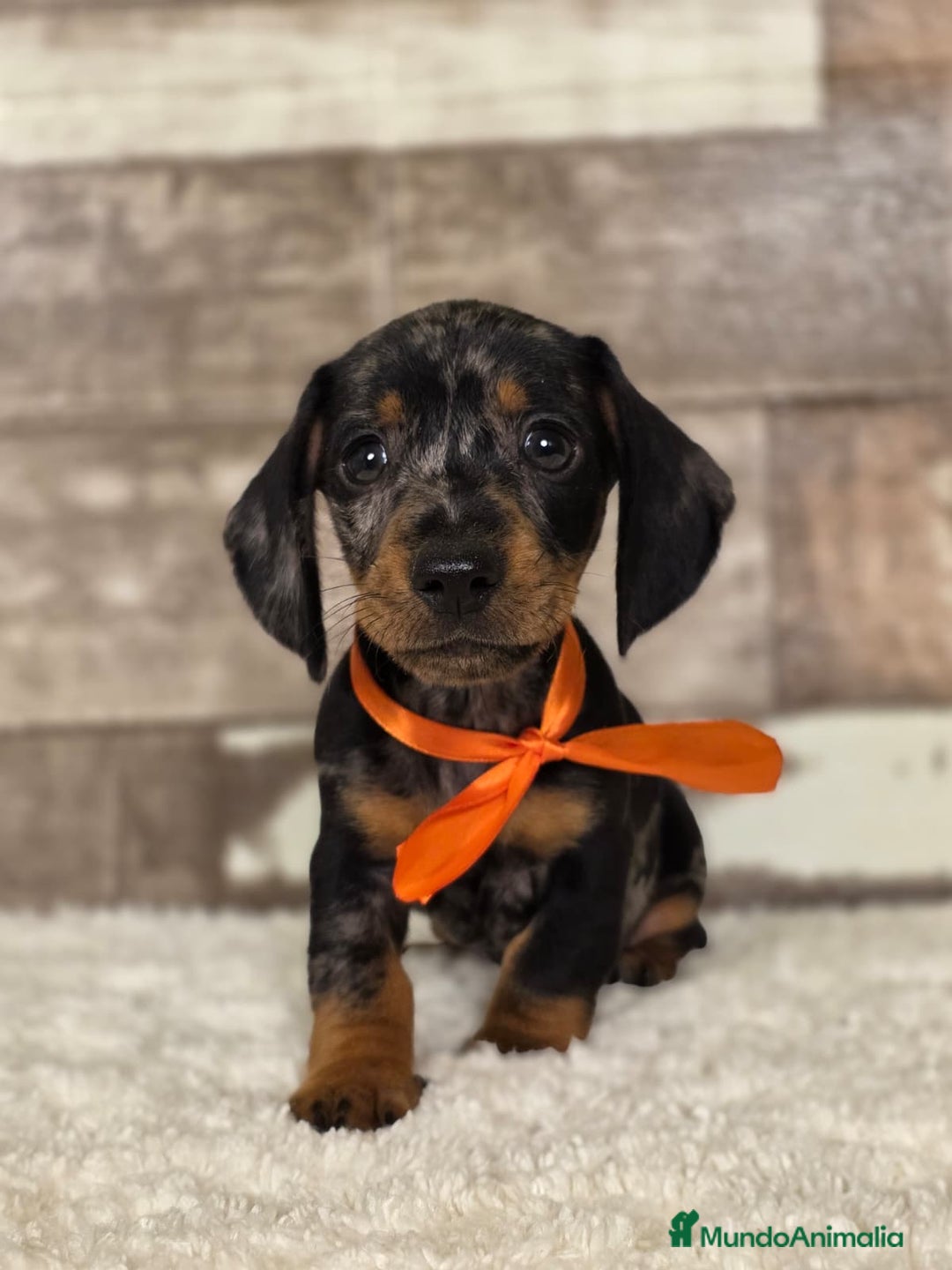 Teckel perros en venta: TECKEL MINIATURA Y KANINCHEN - Imagen 4