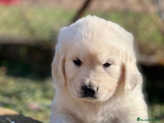 Golden Retriever perros en Barcelona - Anuncio 24
