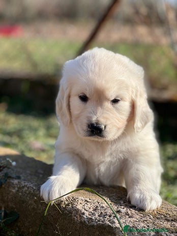 Golden Retriever perros en Barcelona - Anuncio 12