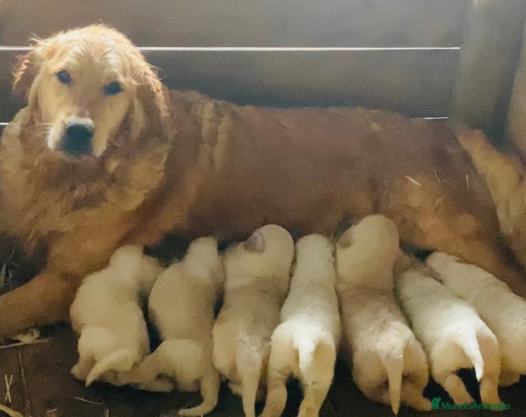 Golden Retriever perros en venta: Golden retriever - Anuncio 2