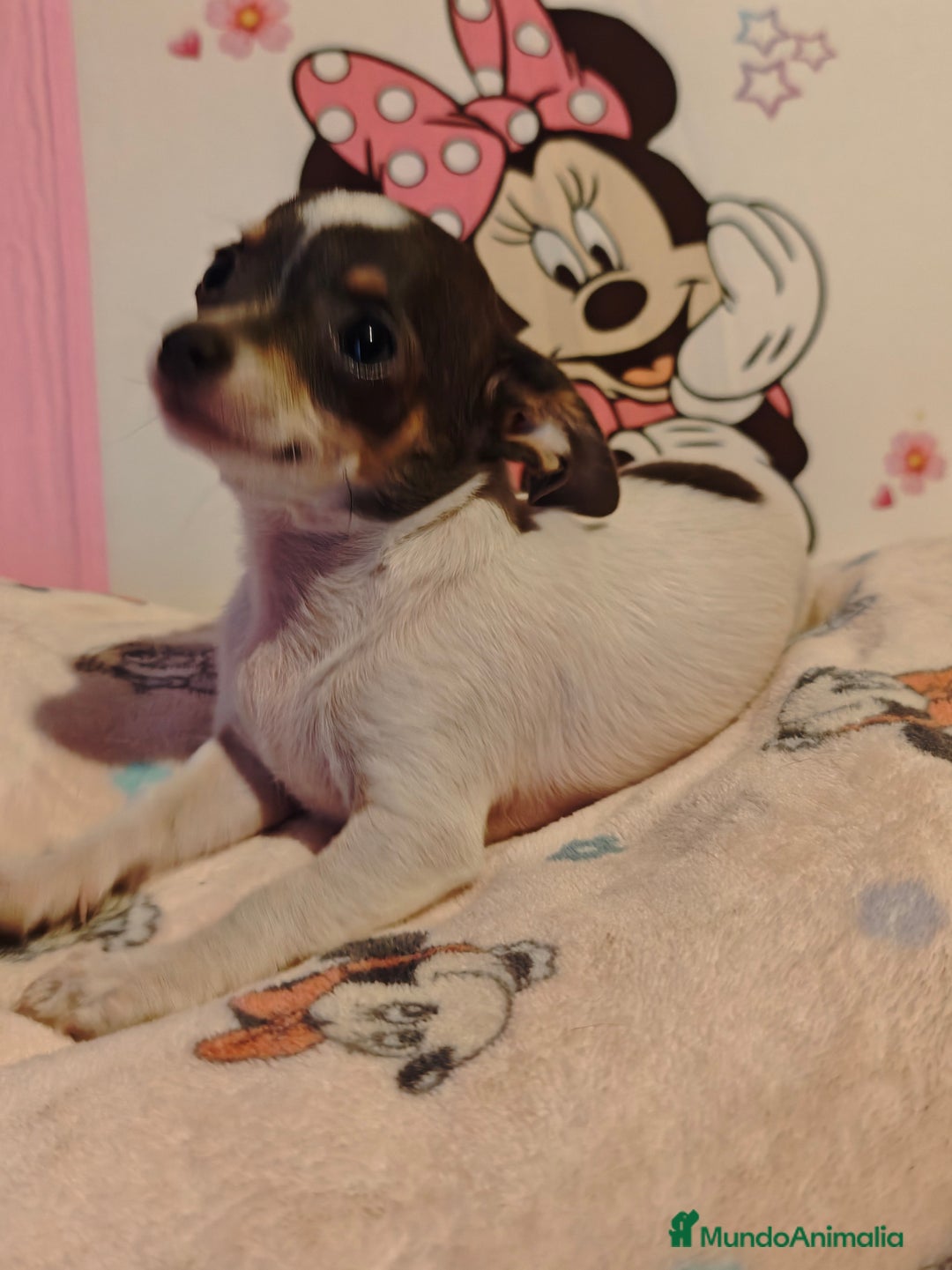 Chihuahua perros en venta: chihuahua tricolor - Imagen 2