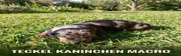 Teckel Miniatura perros en venta: Teckel miniatura arlequines  - Anuncio 6