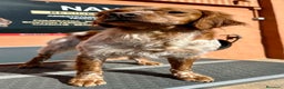 Épagneul Breton perros en venta: BRETON  en Barcelona - Anuncio 4