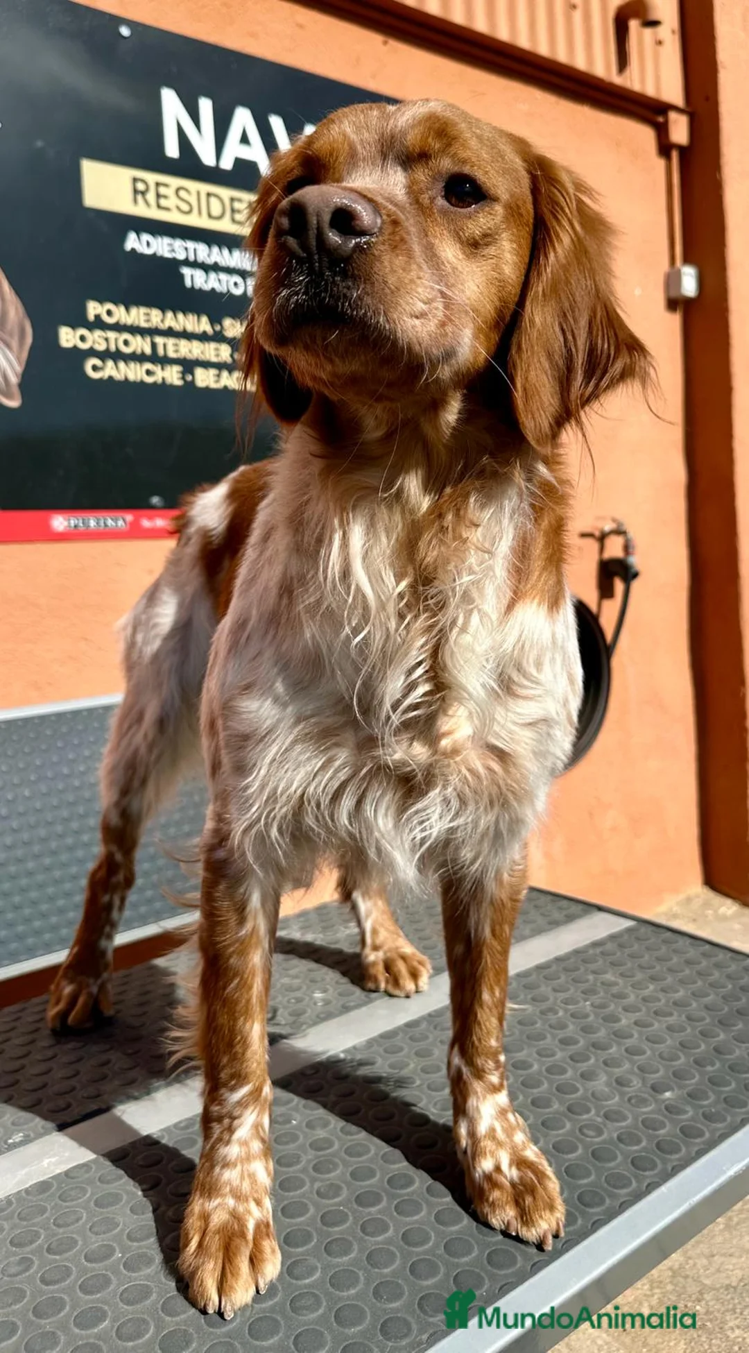 Épagneul Breton perros en venta: BRETON  en Barcelona - Anuncio 4