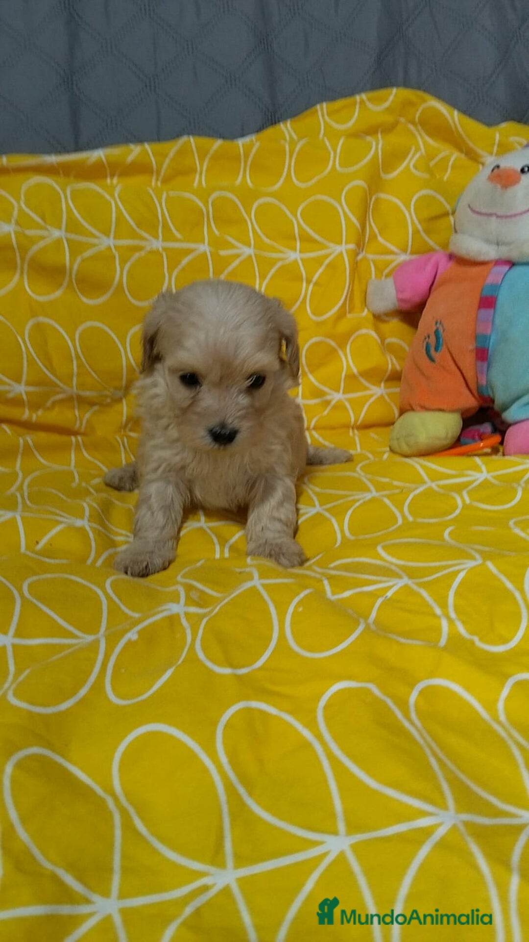 Maltipoo perros en venta: Maltipoo  - Anuncio 1