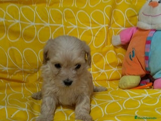 Maltipoo perros Maltipoo - Anuncio 1