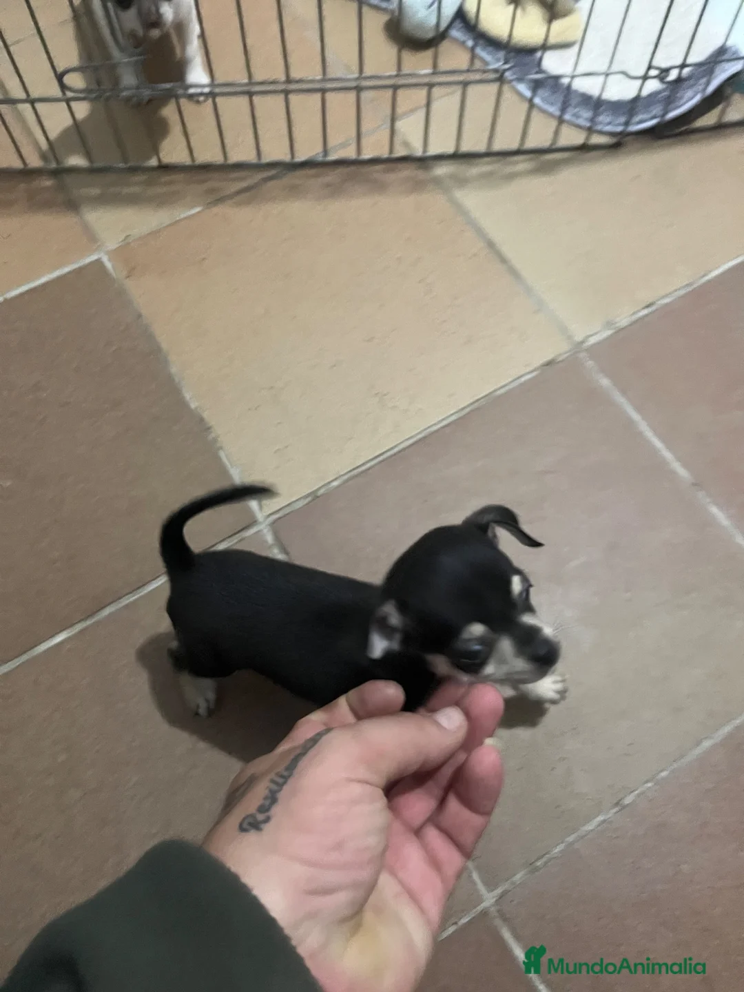 Chihuahua perros en venta: CHIHUAHUA HEMBRA  - Anuncio 6