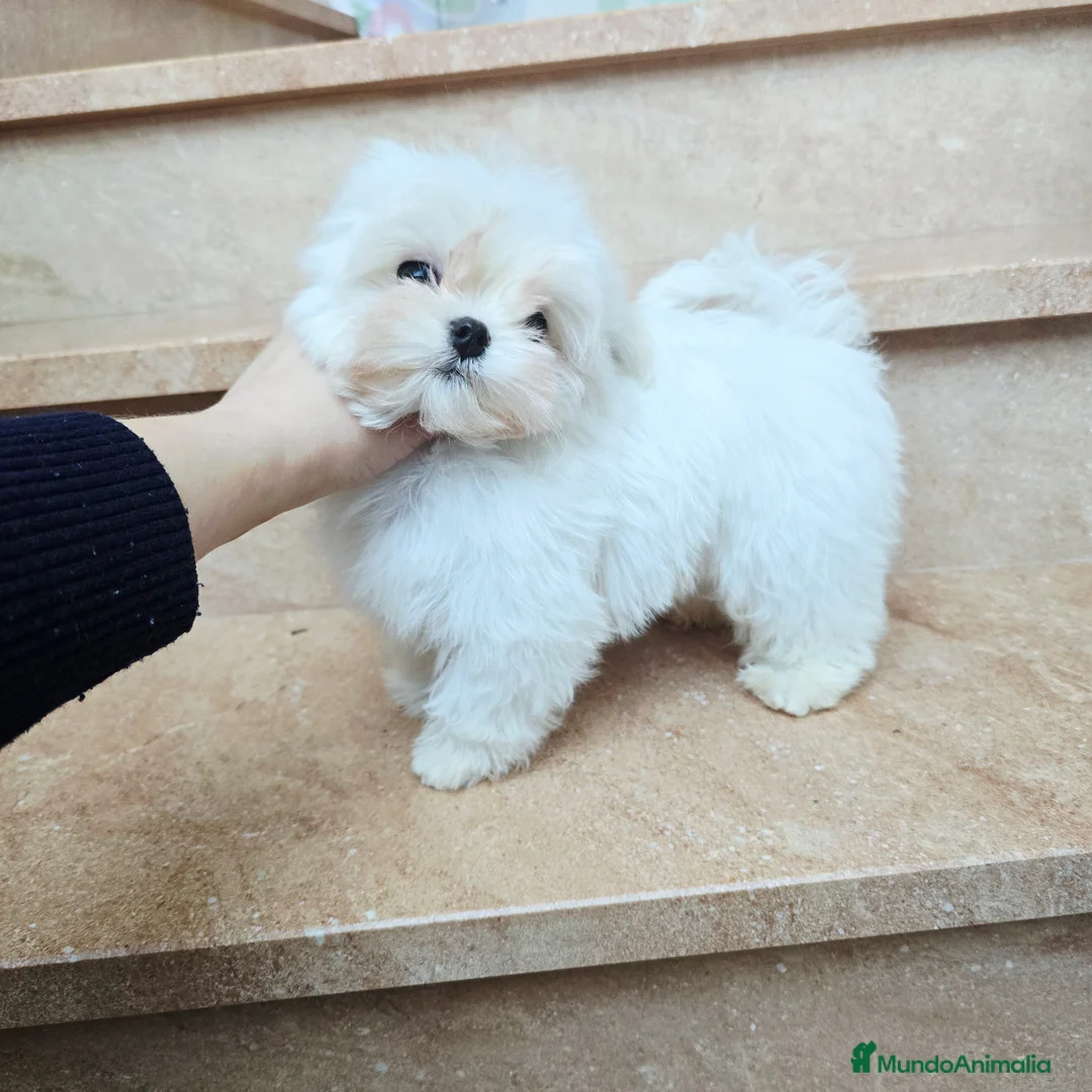 Bichón Maltés perros en venta: Cachorro de Bichón Maltés coreano  en Barcelona - Anuncio 3