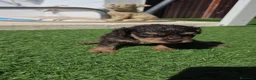 Perro de Agua Español perros en venta: Perritos de agua  - Anuncio 5