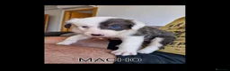 Border Collie perros en venta: Cachorros de border collie  - Anuncio 2