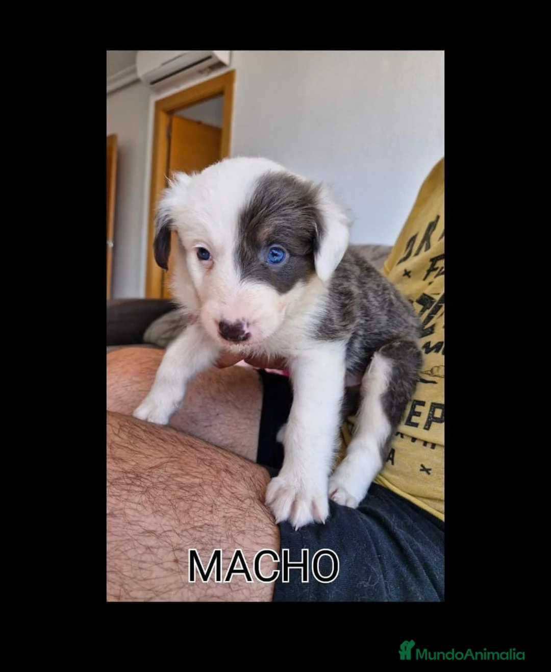Border Collie perros en venta: Cachorros de border collie  - Anuncio 2