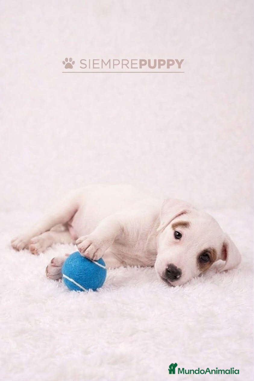 Jack Russell Terrier perros ADORABLES CACHORRITOS JACK RUSSELL - Anuncio 1