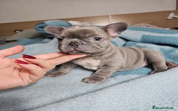 Bulldog Francés perros en venta: Bulldog francés lilac - Imagen 3