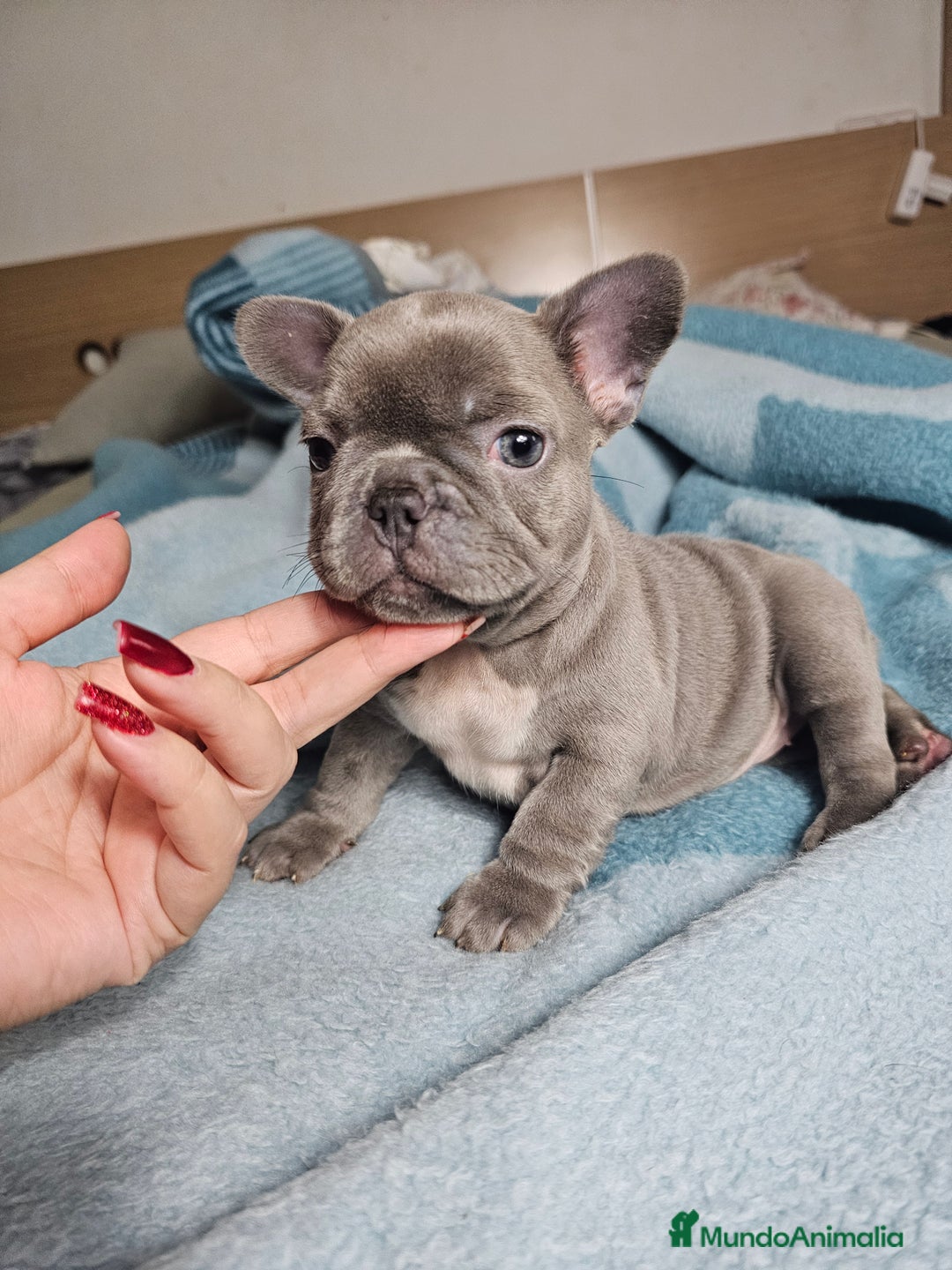 Bulldog Francés perros en venta: Bulldog francés lilac - Imagen 3