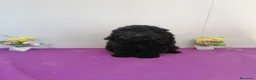 Raza Mixta perros en venta: Preciosa camada de caniches muy bonitos  - Anuncio 2