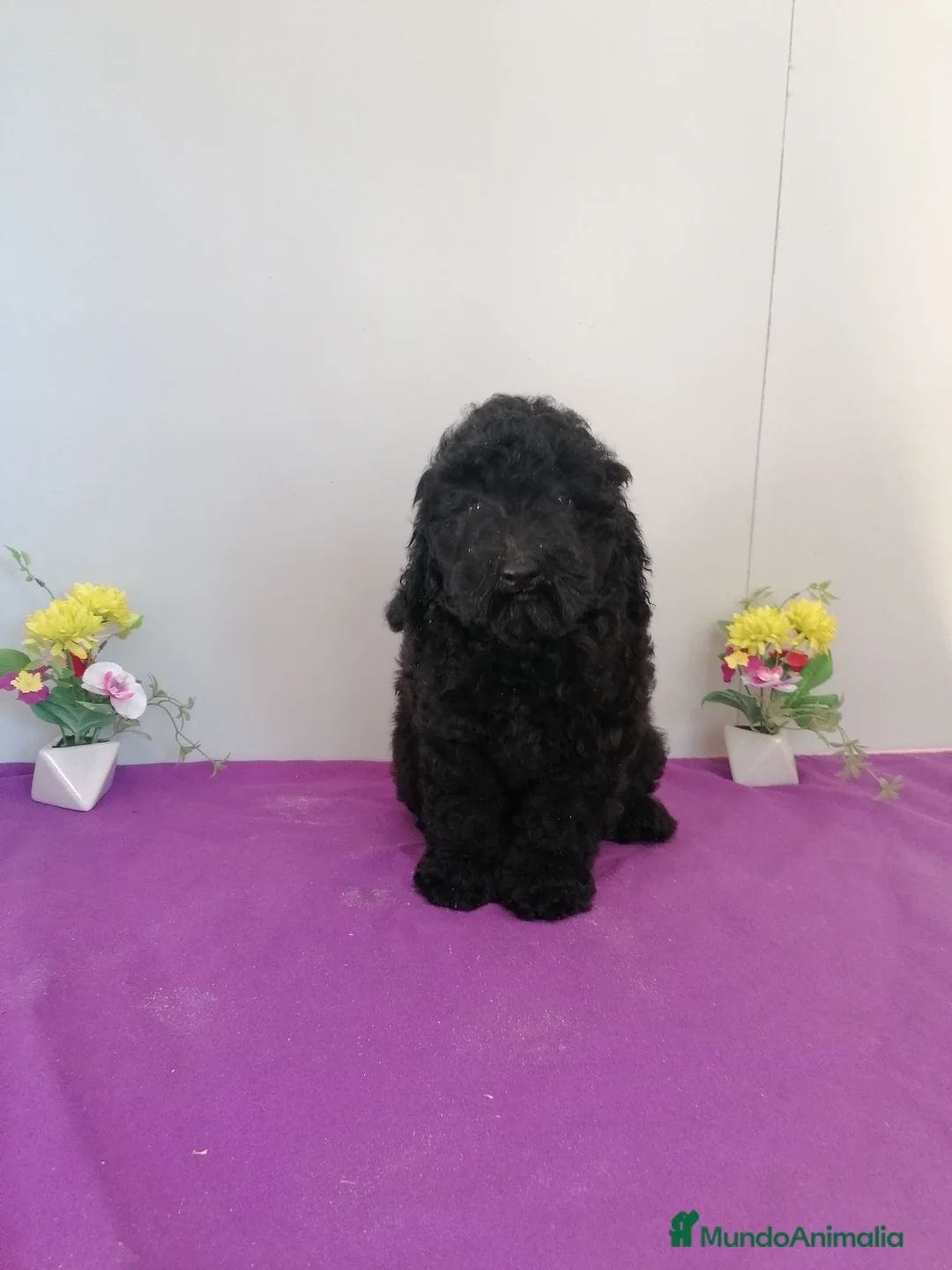 Raza Mixta perros en venta: Preciosa camada de caniches muy bonitos  - Anuncio 2