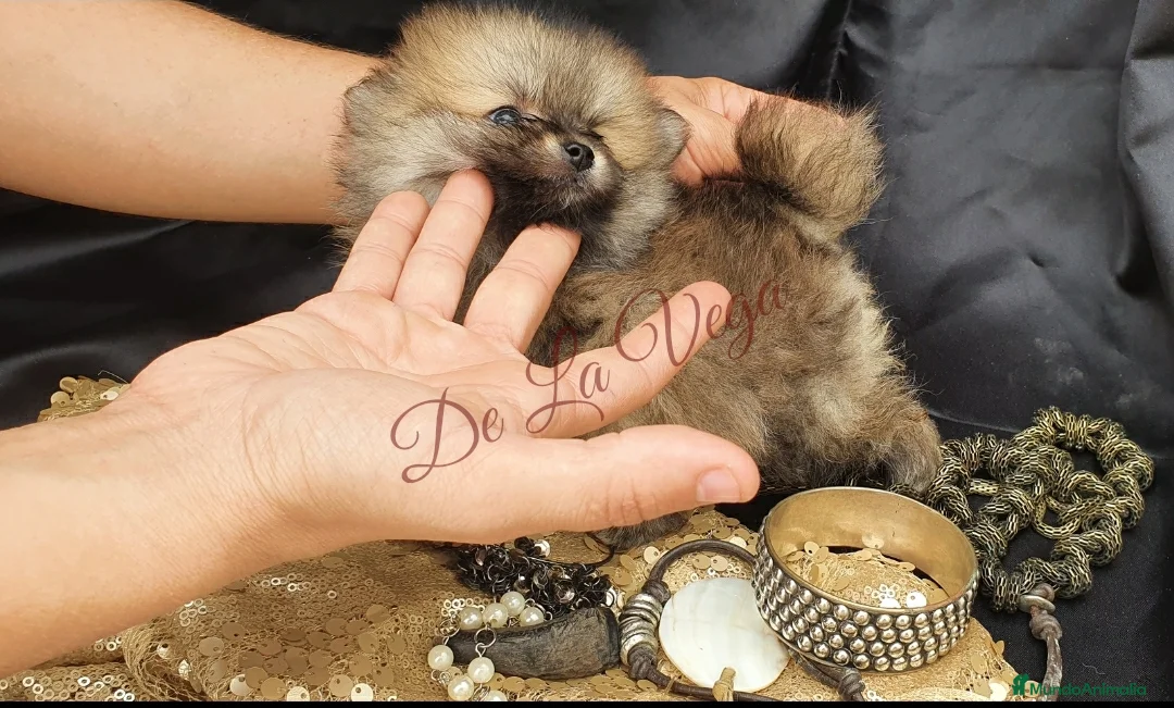 Pomerania perros en venta: Pomerania Toy Top  - Anuncio 2