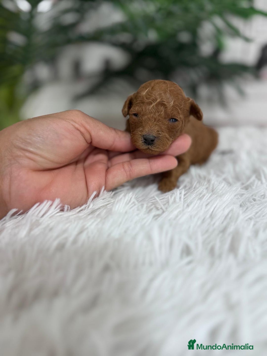 Caniche Toy perros en venta: CANICHE TOY - Anuncio 13