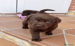 Labrador Retriever perros en venta: Labradores chocolates  - Imagen 4
