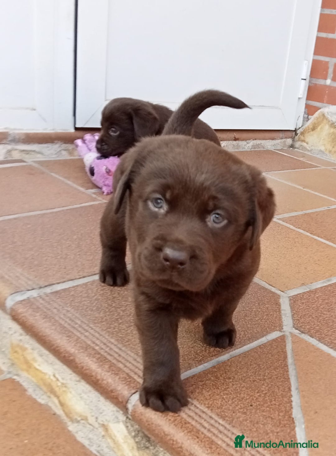 Labrador Retriever perros en venta: Labradores chocolates  - Imagen 4