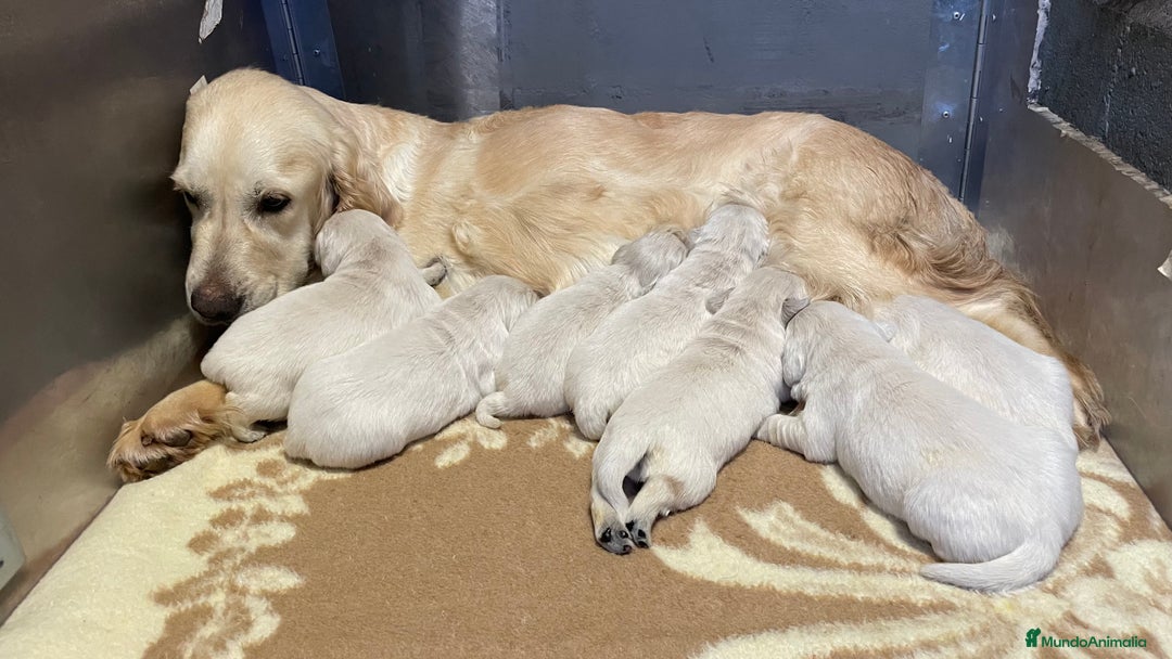 Golden Retriever perros en venta: GOLDEN RETRIEVER  - Anuncio 3