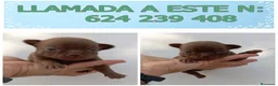 Chihuahua perros en venta: PRECIOSOS CHIHUAHUA RUSO Y ASIÁTICO  - Anuncio 2