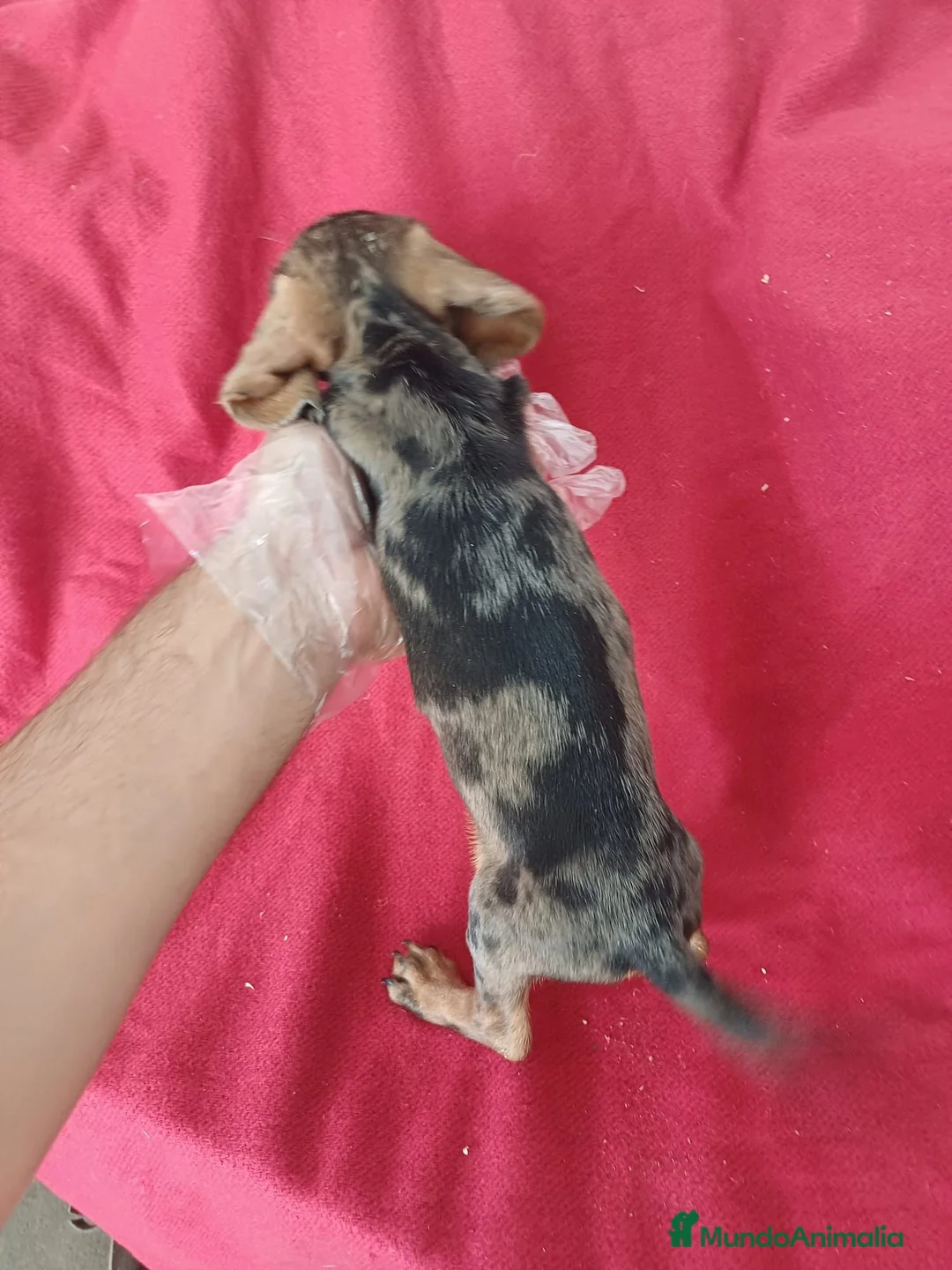 Teckel Miniatura perros en venta: Teckel Mini Arlequin  - Anuncio 3