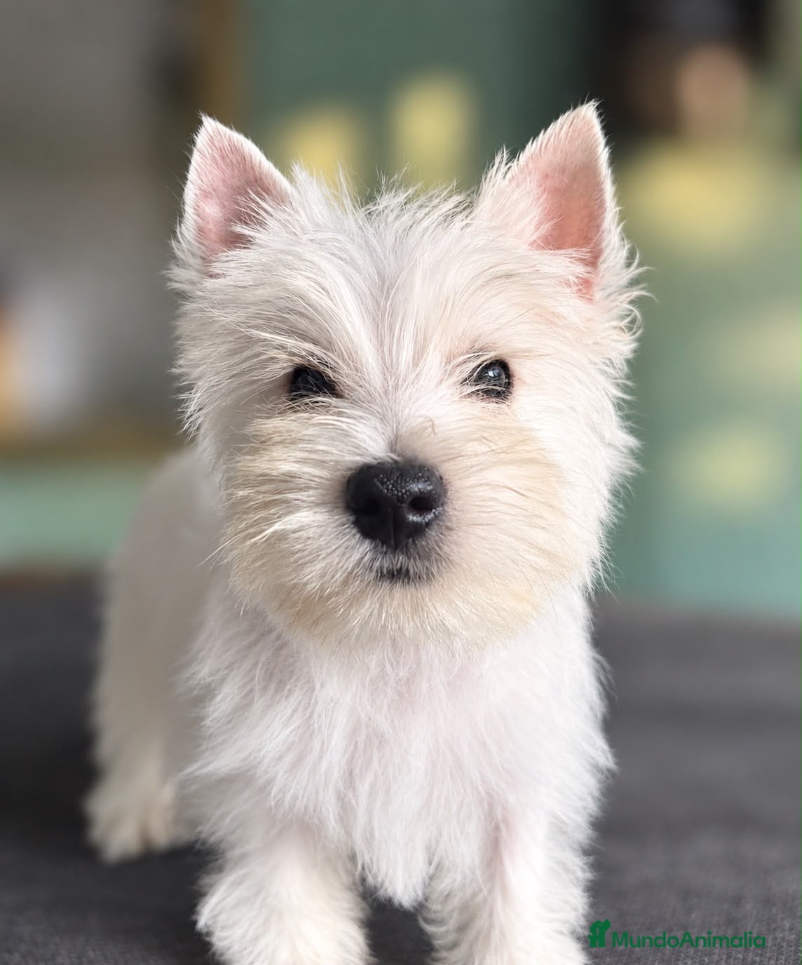 West Highland White Terrier perros Camada Westy - Cachorros Juguetones y Amorosos - Anuncio 1