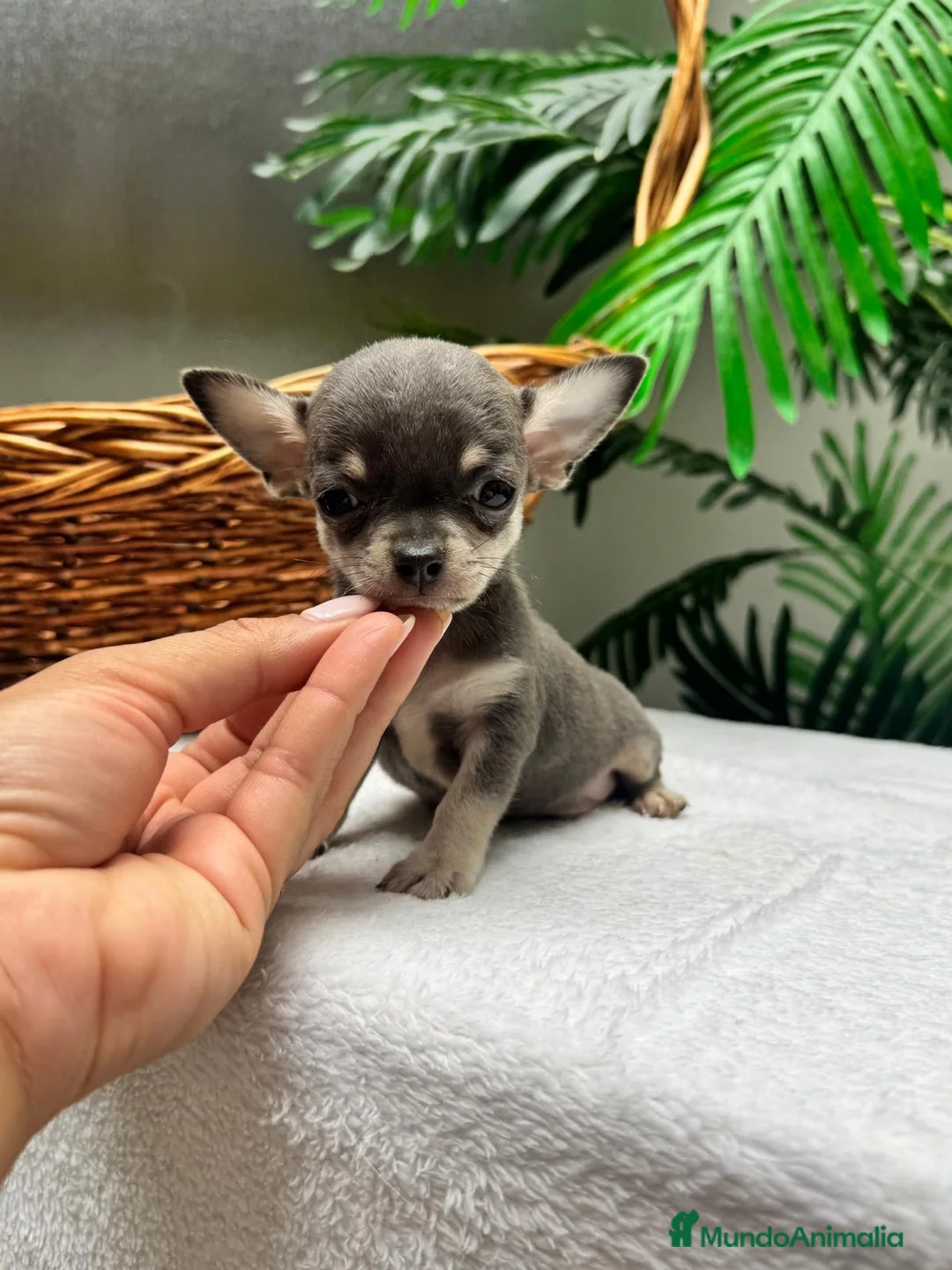 Chihuahua perros en venta: CHIHUAHUA BLUE AND TAN - Anuncio 11