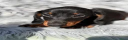 Teckel Miniatura perros en venta: Teckel negro fuego  - Anuncio 3