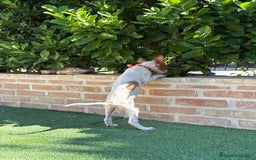 Podenco Ibicenco perros en venta: Cachorro podenco ibicenco  - Imagen 4