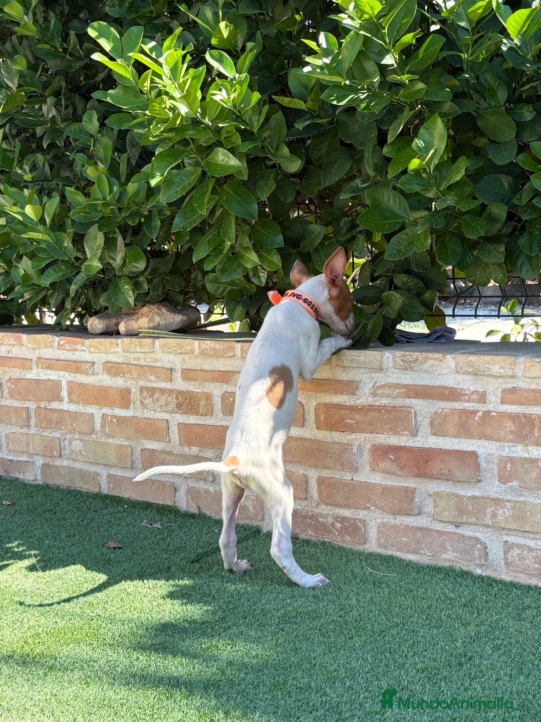Podenco Ibicenco perros en venta: Cachorro podenco ibicenco  - Imagen 4
