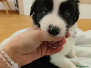 Border Collie perros Cachorros de Border Collie machos y hembras - Anuncio 2
