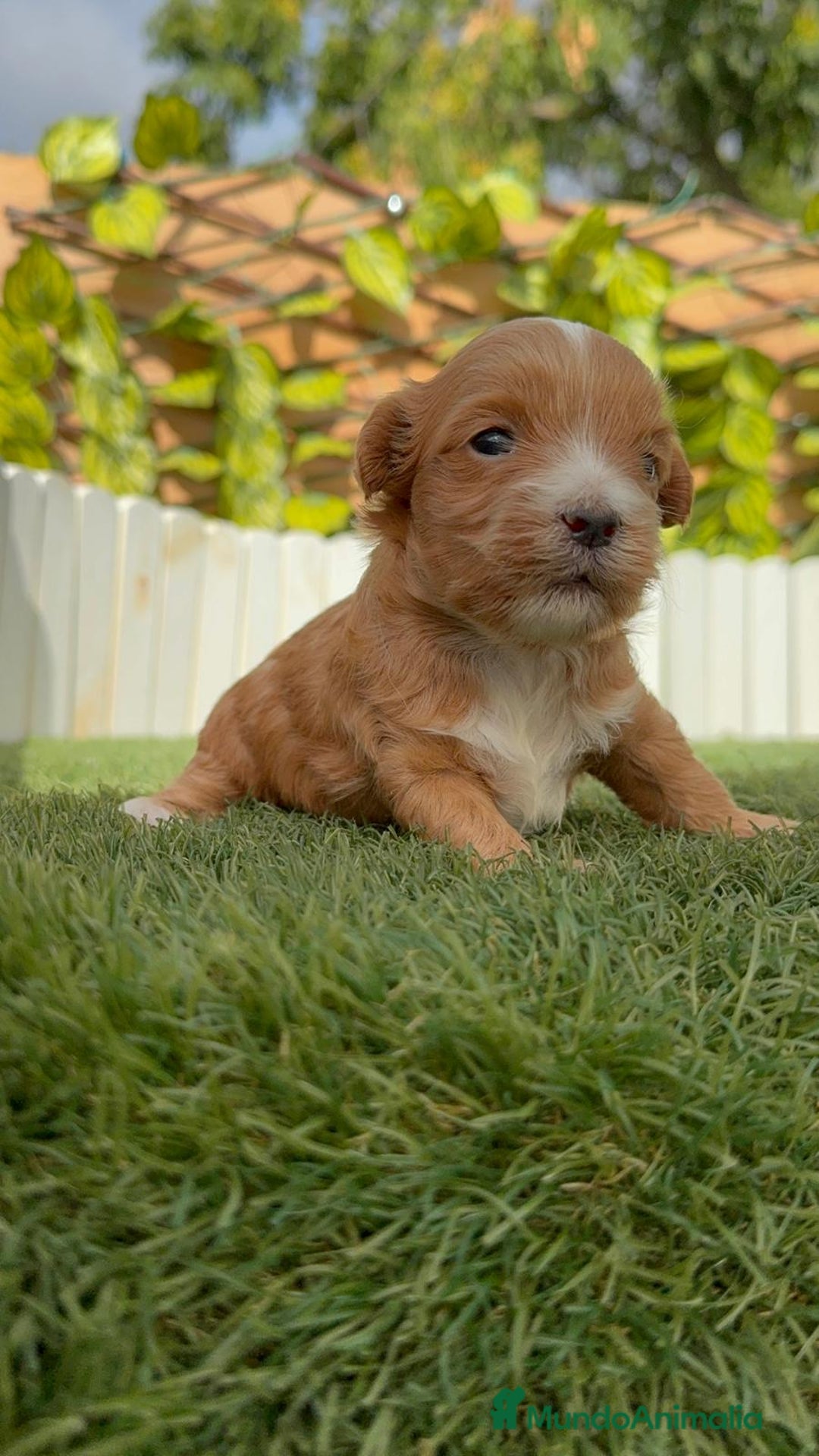 Maltipoo perros en venta: MALTIPOO - Imagen 6