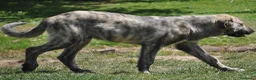 Mastín Español perros en venta: Mastin Español Ganadero Macho - Anuncio 3