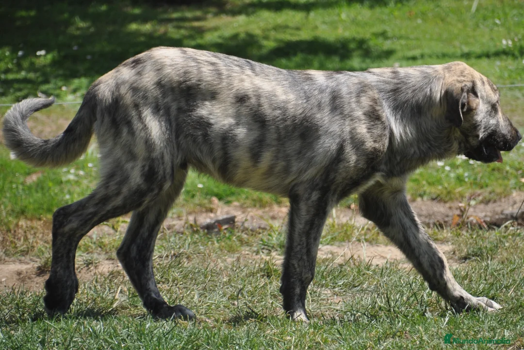 Mastín Español perros en venta: Mastin Español Ganadero Macho - Anuncio 3