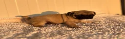 Carlino - Pug perros en venta: Carlino-Pug hembra - Anuncio 4