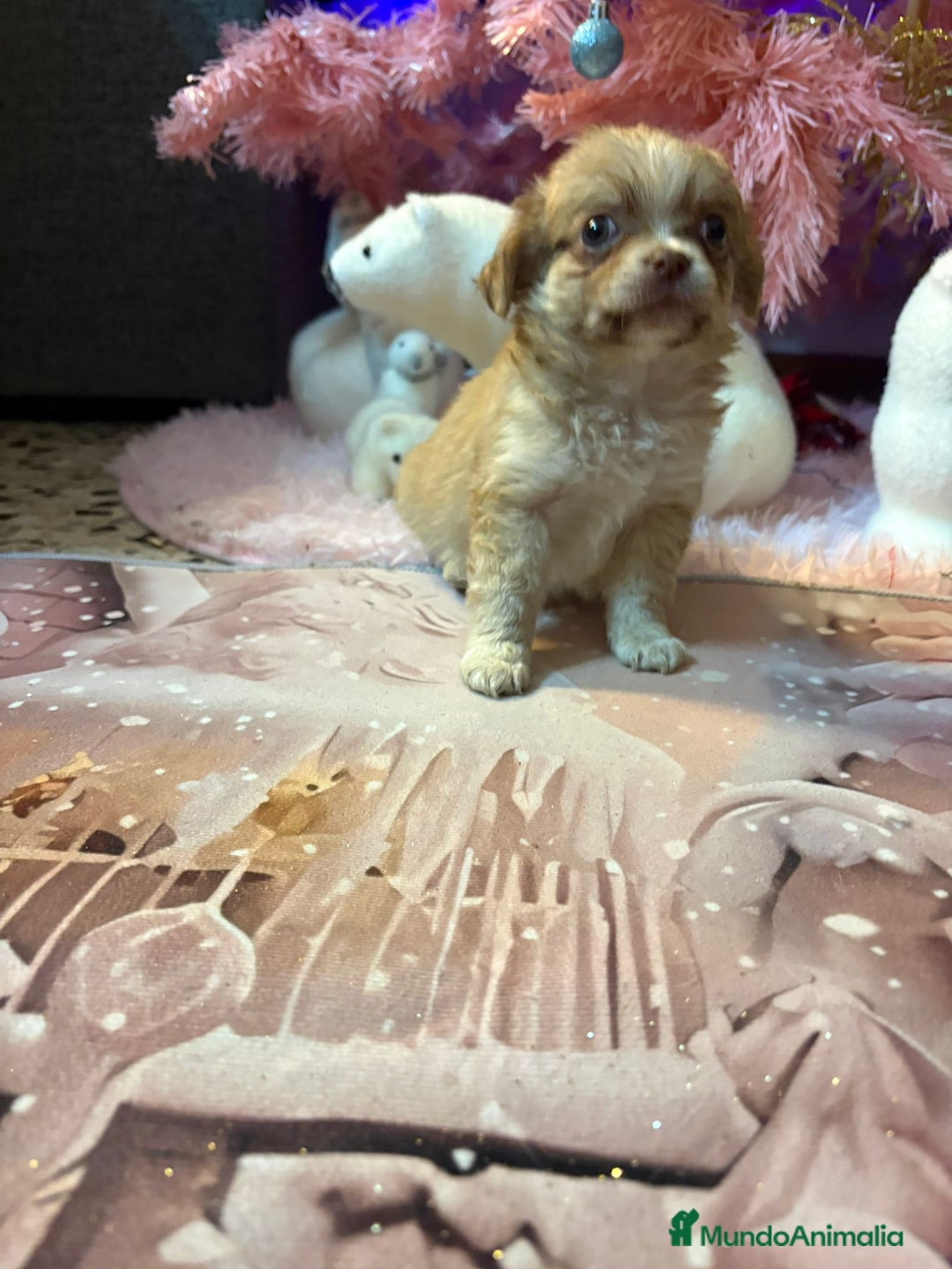 Chihuahua perros en venta: Chihuahua toy pelo largo  - Anuncio 22