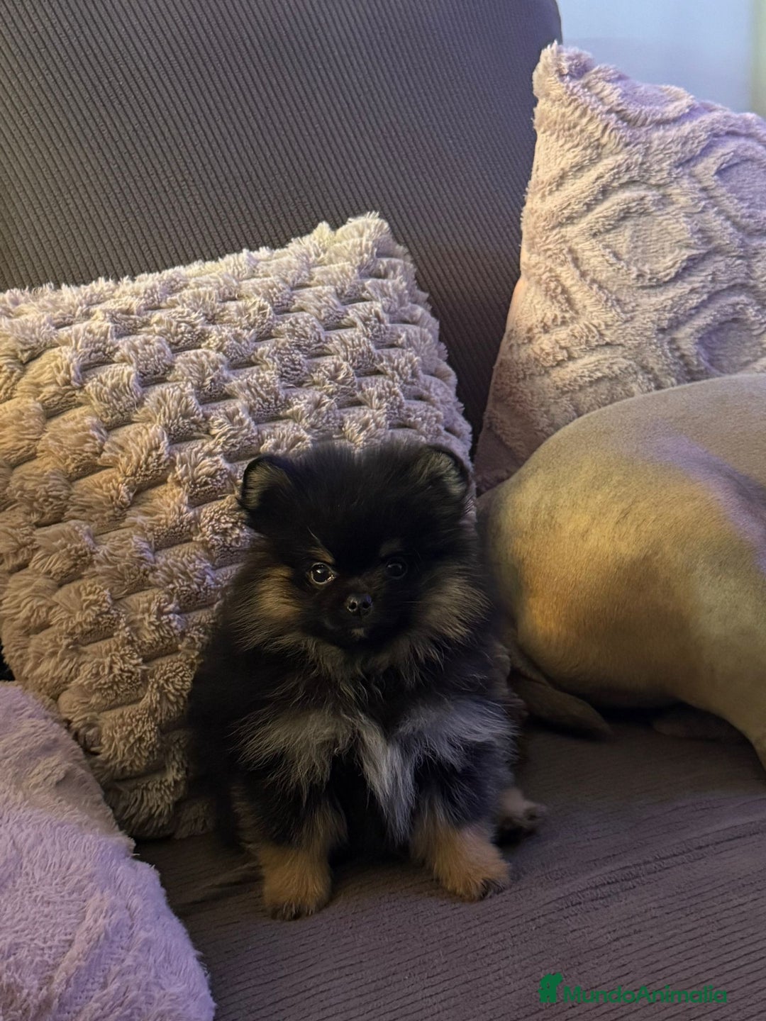 Pomerania perros en venta: Lulú de pomerania  - Imagen 1