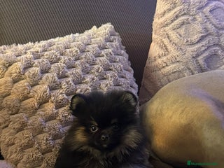 Pomerania perros - Anuncio 3