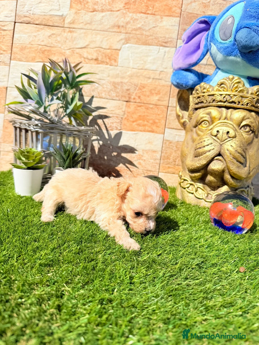 Maltipoo perros en venta: Maltipoo - Anuncio 2