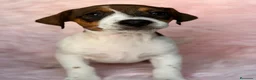 Jack Russell Terrier perros en venta: Jack russell preciosos - Anuncio 3