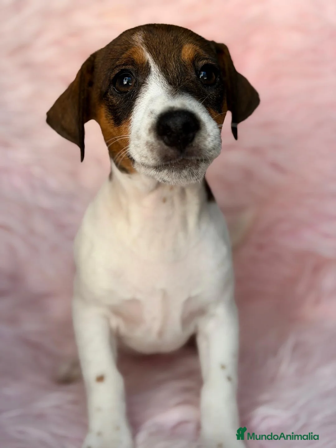 Jack Russell Terrier perros en venta: Jack russell preciosos - Anuncio 3