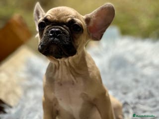 Bulldog Francés perros BULLDOG FRANCÉS FAWN DISPONIBLES - Anuncio 1